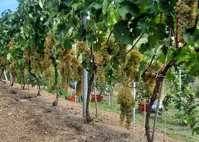 ファームステイ La Collina