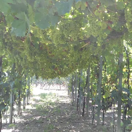 Κατάλυμα σε φάρμα La Collina Λεβάντο