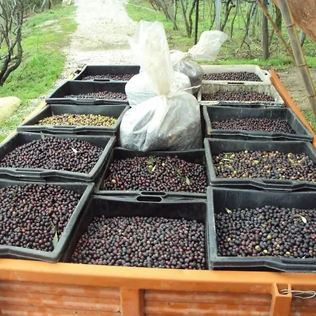 La Collina レヴァント